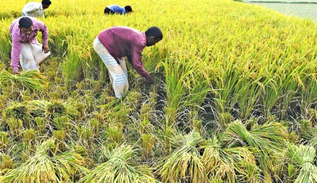 Bangladesh govt to provide free agricultural inputs to cyclone affected farmers